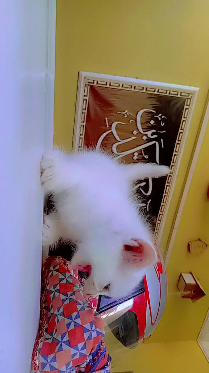 friendly kittens for sale contact 03229347532 — photo 4