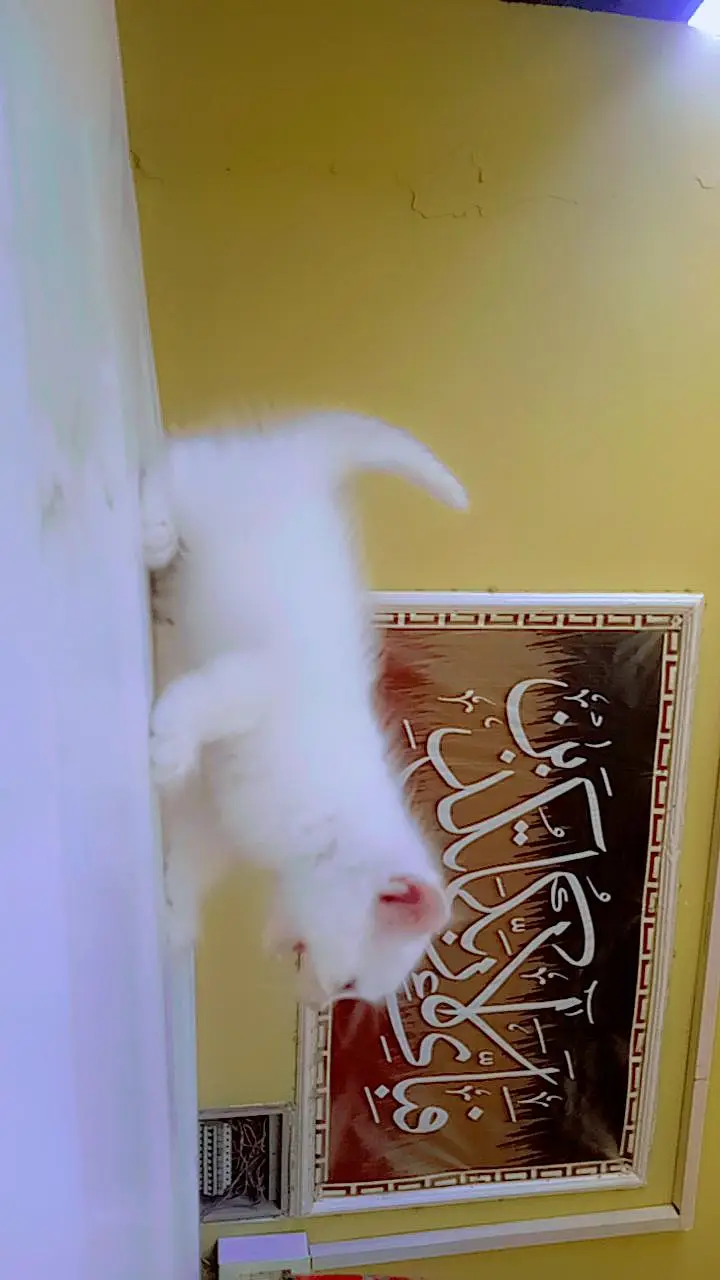 friendly kittens for sale contact 03229347532 — photo 5