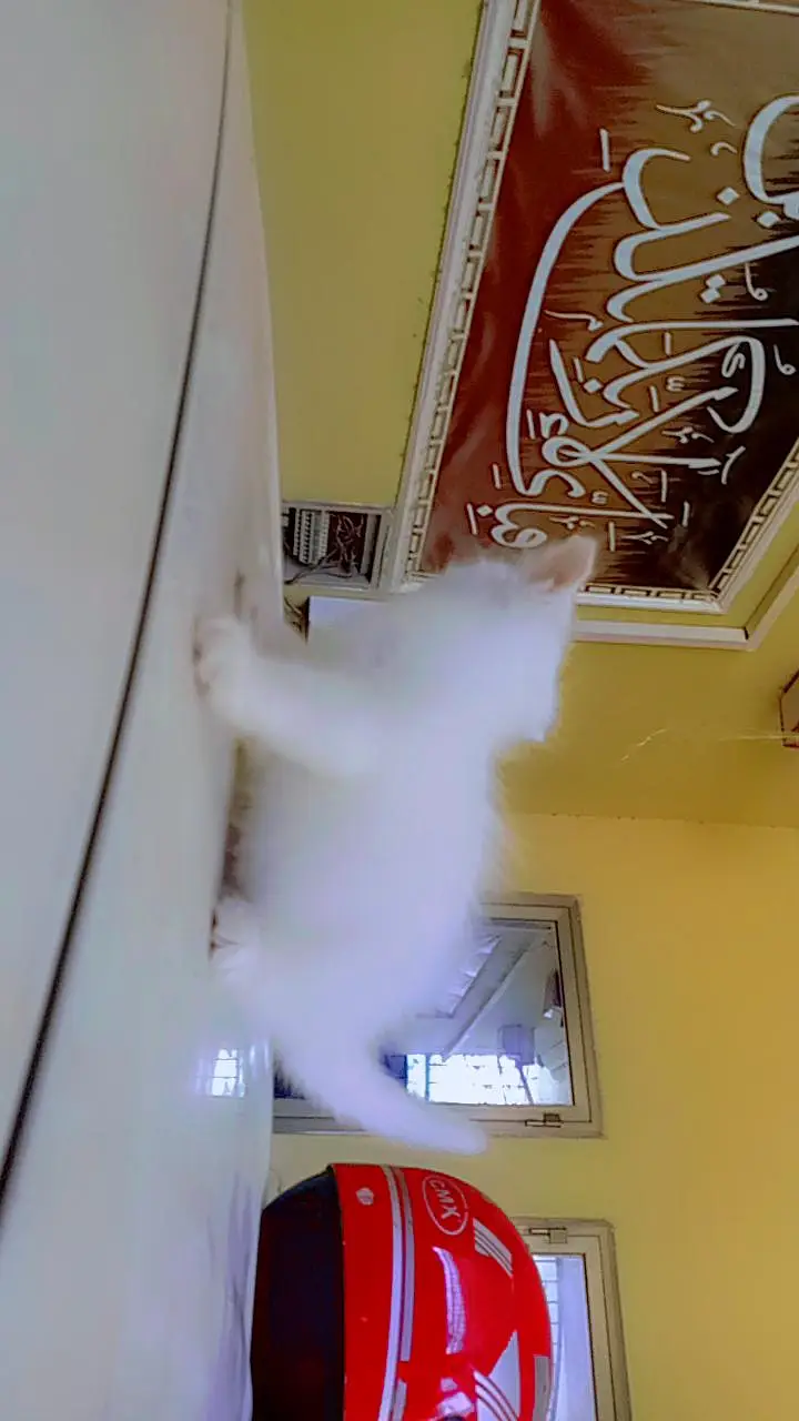 friendly kittens for sale contact 03229347532 — photo 6
