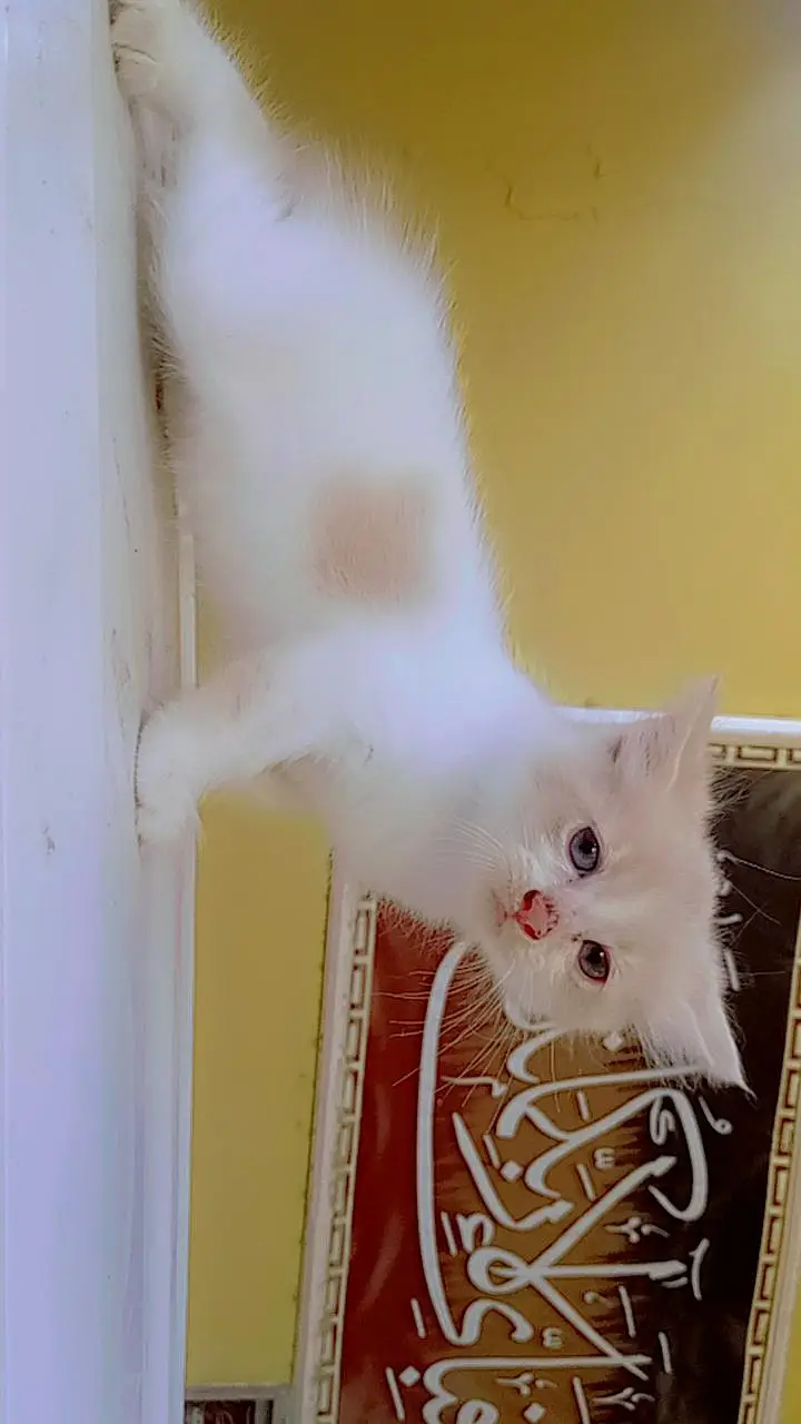 friendly kittens for sale contact 03229347532 — photo 8