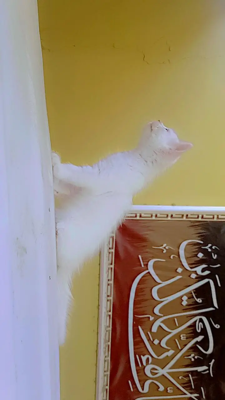 friendly kittens for sale contact 03229347532 — photo 10