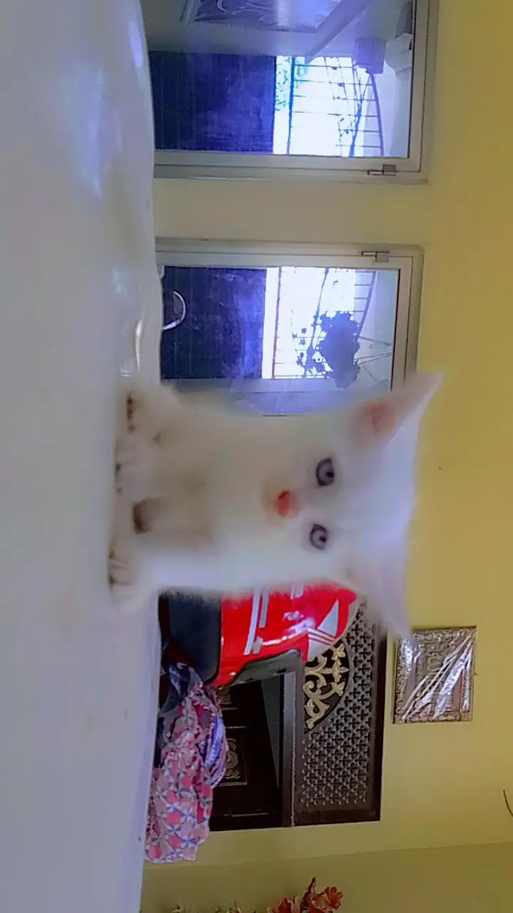 friendly kittens for sale contact 03229347532 — photo 11