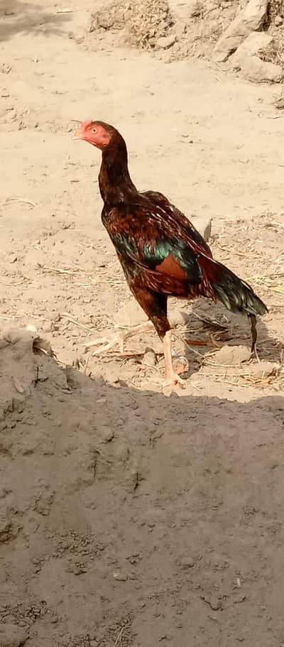 original mianwali aseel patha urgent for sale