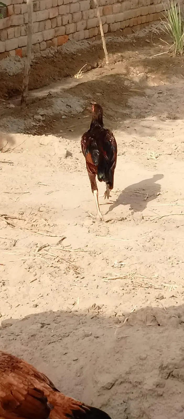 original mianwali aseel patha urgent for sale — photo 2