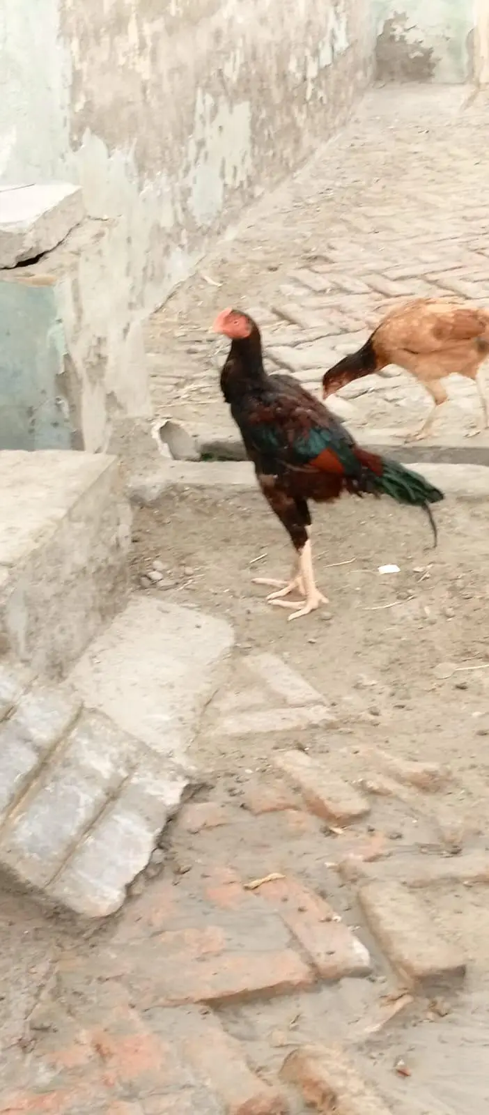 original mianwali aseel patha urgent for sale — photo 3