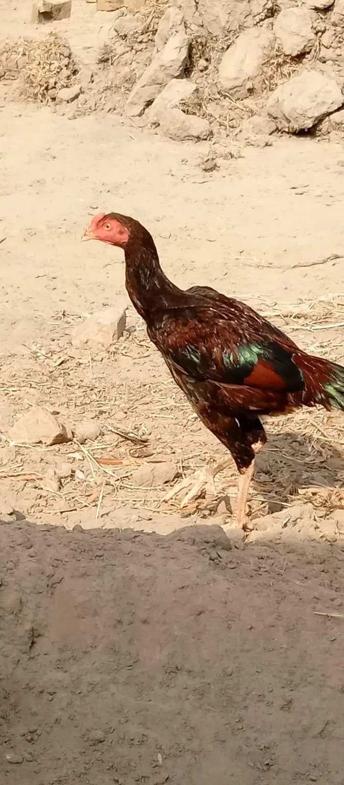 original mianwali aseel patha urgent for sale — photo 4