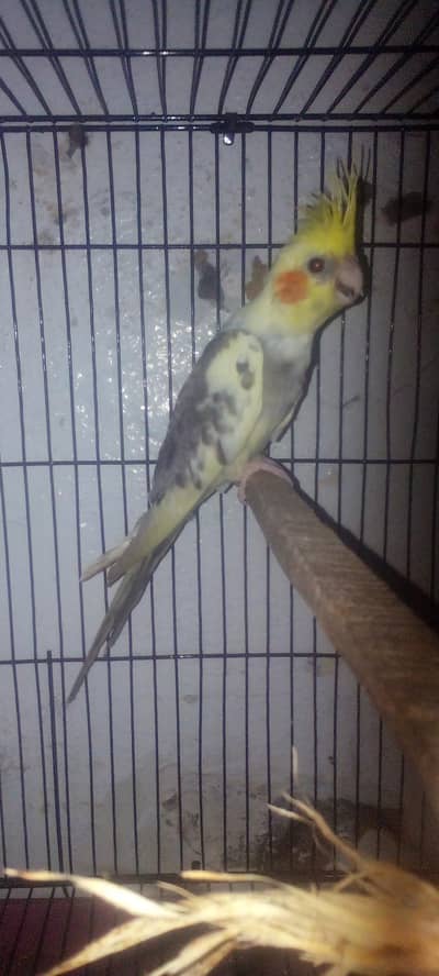 pied cockatiel male patha for sale tame nahi he price almost final he