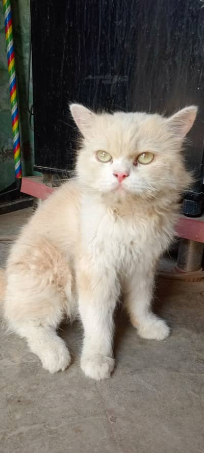 Triple coat Persian cat