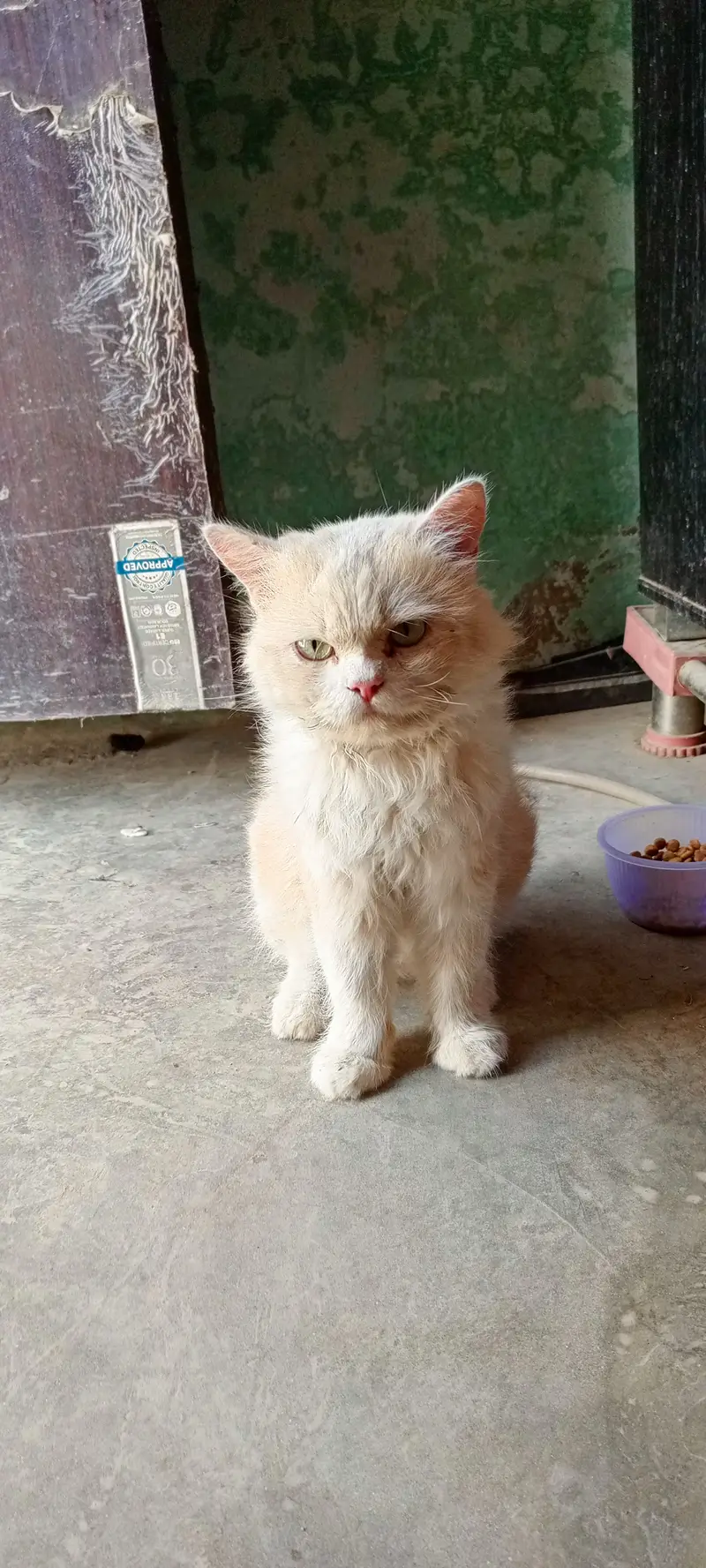 Triple coat Persian cat — photo 2