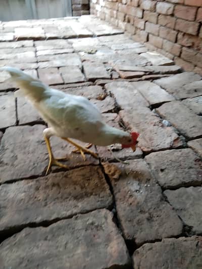 BROILER PATTA AGE 5 TO 6 MONTH OLD HEALTHY ACTIVE GHAR KA PALA HVA HAI