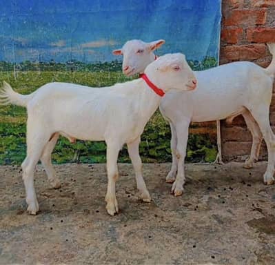 white teddy Bakra jori  safaid rang safaid ankh jori ka 80000