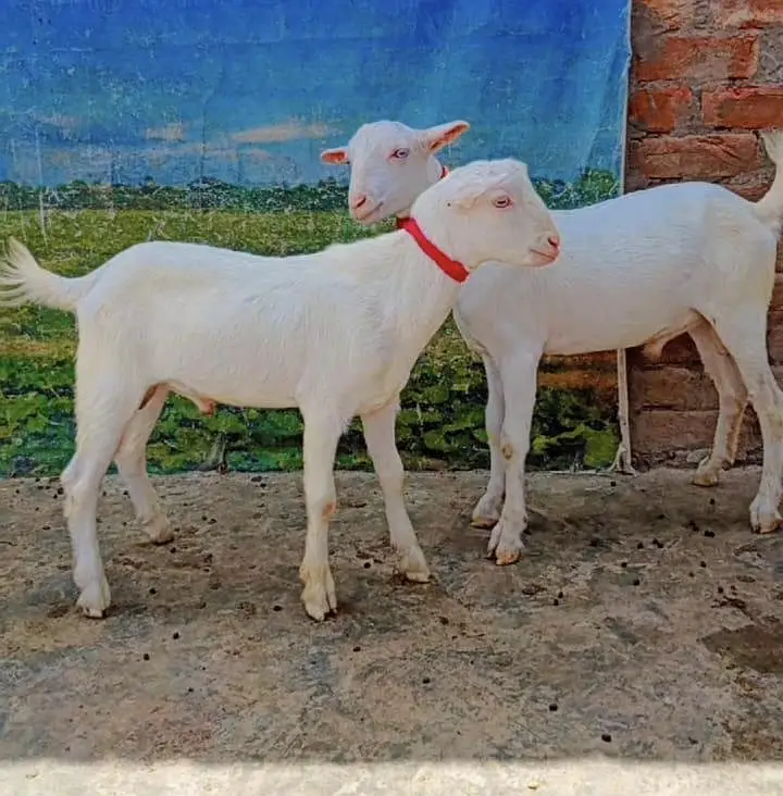 white teddy Bakra jori  safaid rang safaid ankh jori ka 80000 — photo 2