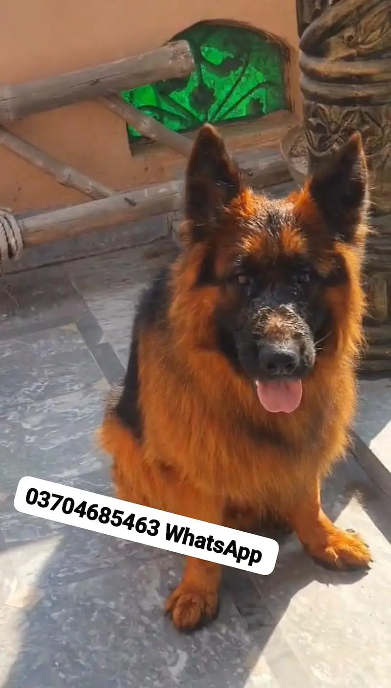 German Shepherd Dog For sale Call+03228067847 — photo 2