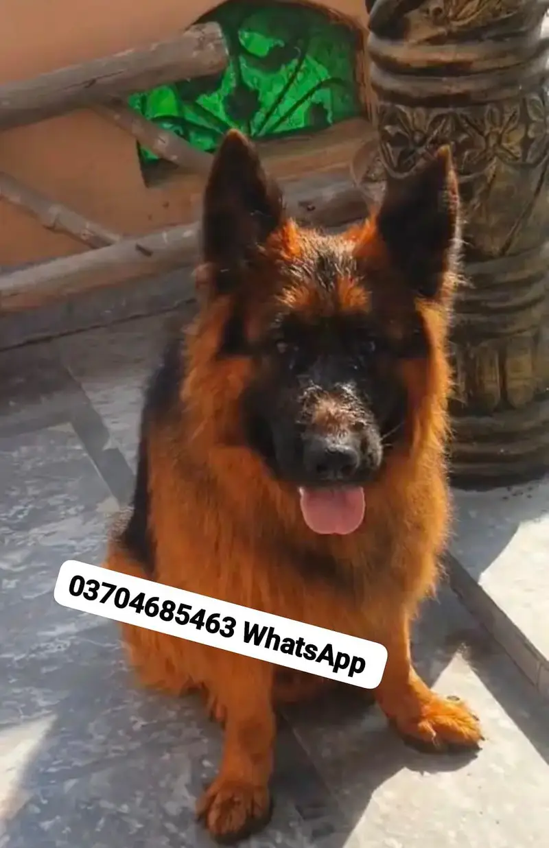 German Shepherd Dog For sale Call+03228067847 — photo 4