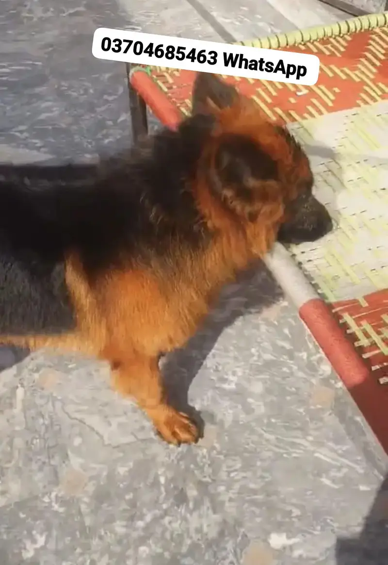 German Shepherd Dog For sale Call+03228067847 — photo 5