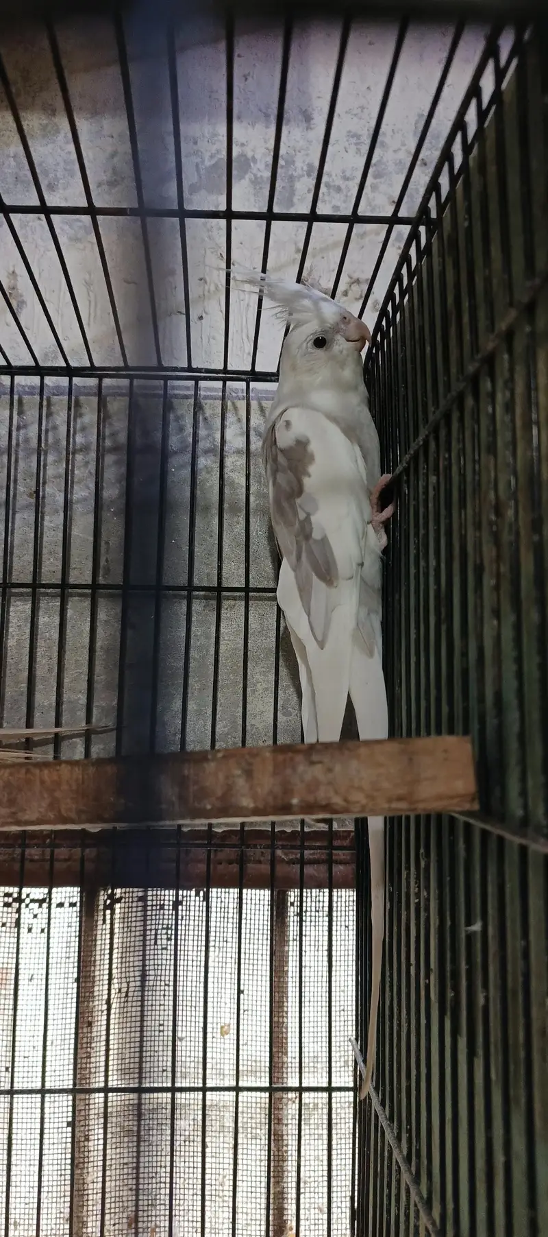 Bareedar payer — photo 8