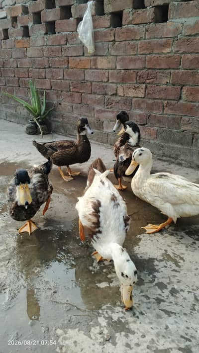 Healthy Desi Ducks – 4.5 Months Old | Active & Strong