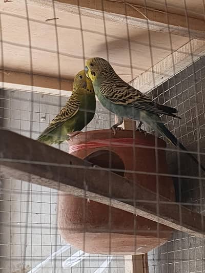 Australian  parrots