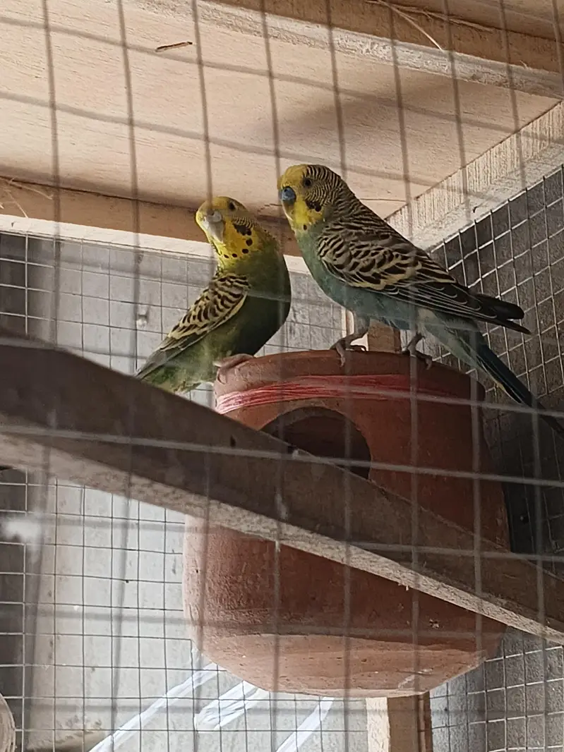Australian  parrots — photo 2