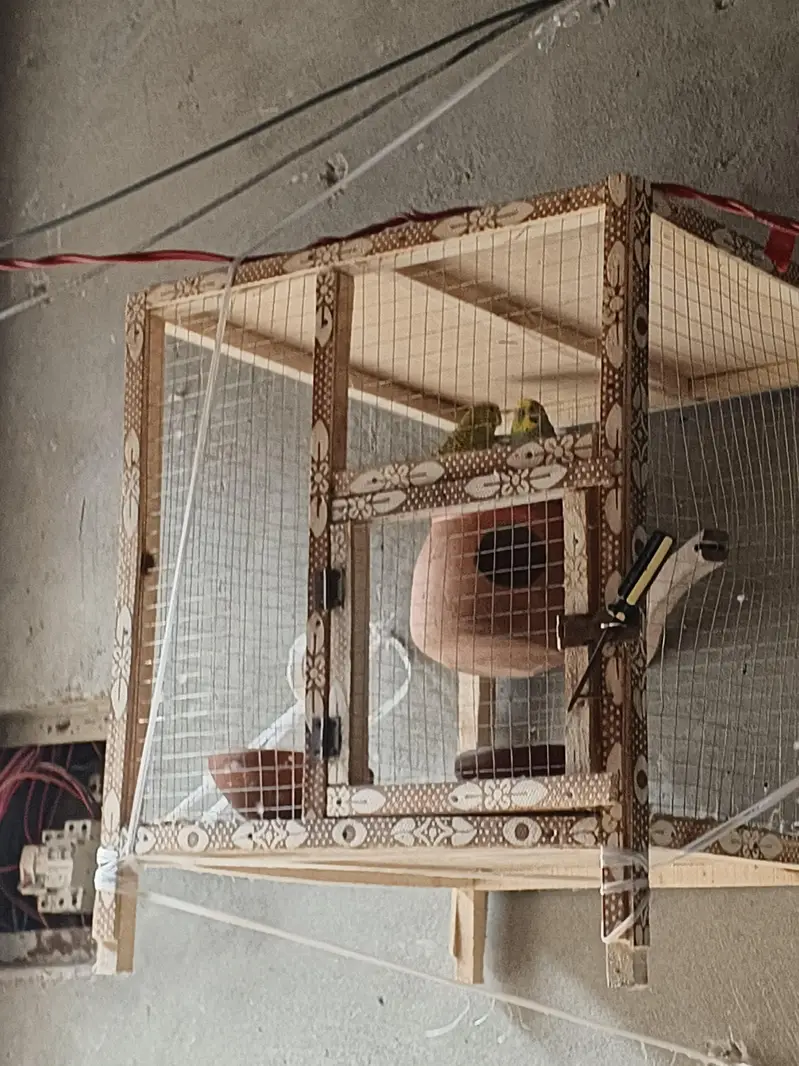 Australian  parrots — photo 3