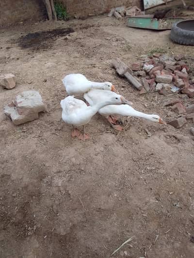 3 duck