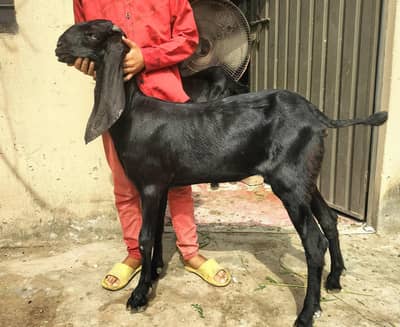 black beetal female