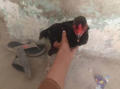 ande Bache wali hai black Madi  2 din  lagatar ande