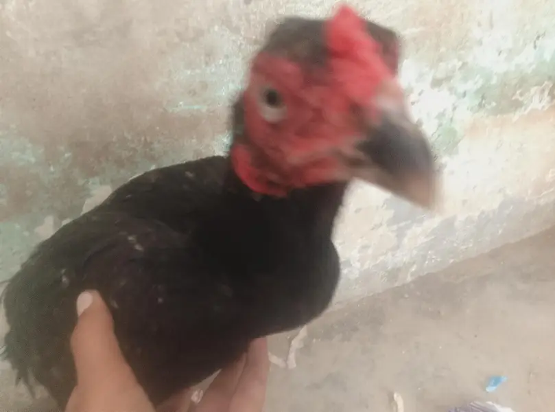 ande Bache wali hai black Madi  2 din  lagatar ande and red murga — photo 2