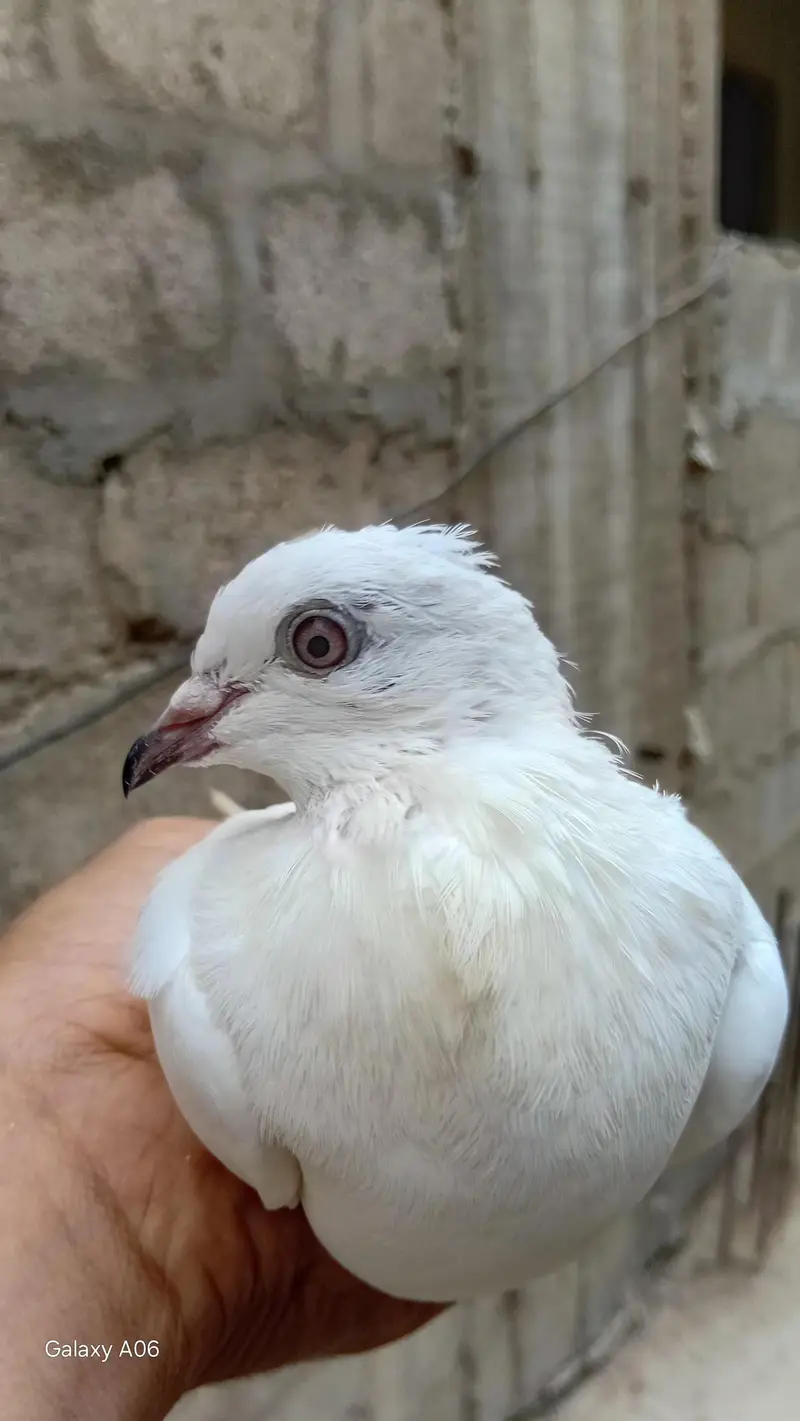 4 kabootar orne wale — photo 2
