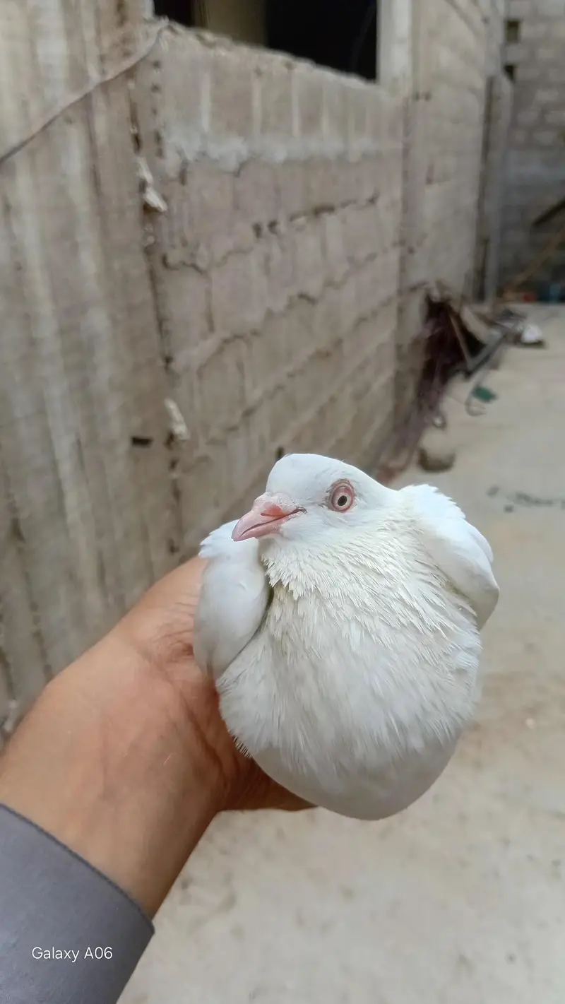 4 kabootar orne wale — photo 3