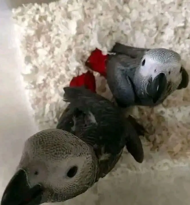African grey parrot only WhatsApp 03484327443 — photo 2