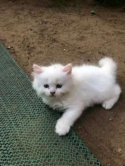 Cat | Persian | kittens |  Blue eyes | Kitty O348O163O63 WA^⁠_⁠^