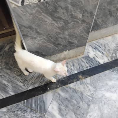 cat of white colour