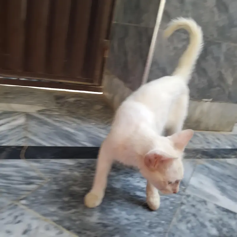 cat of white colour — photo 2