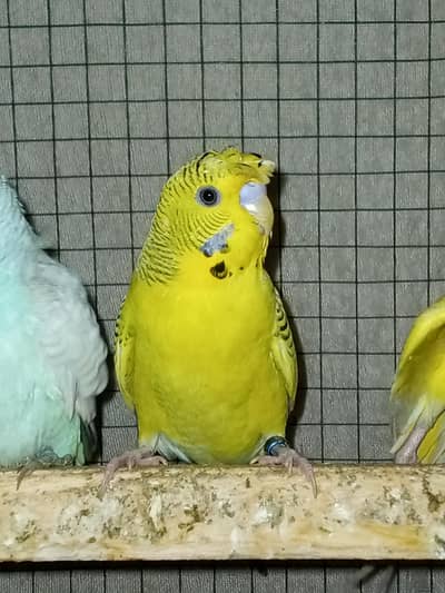TCB King Size budgie.