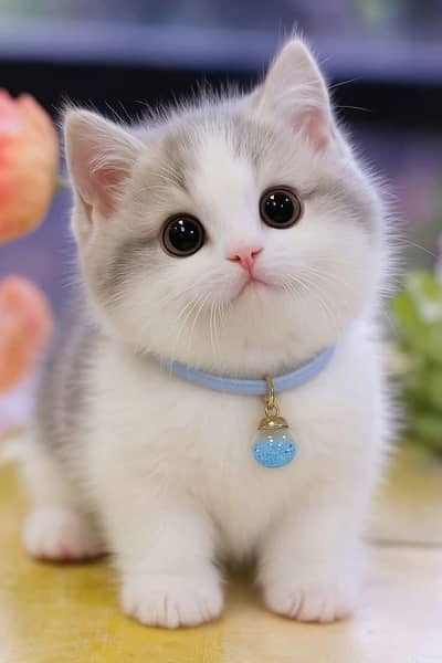 Cat | Persian | kittens |  Blue eyes | Kitty O348O163O63 WA^⁠_⁠^
