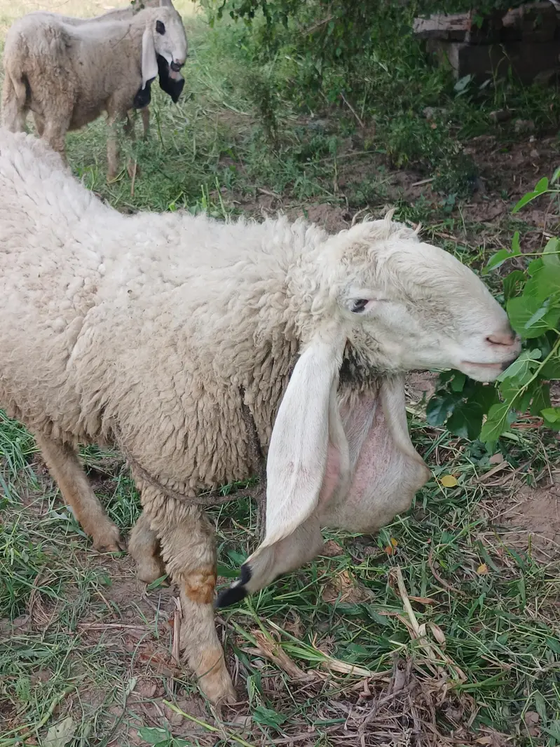 kajli female top class bread — photo 2