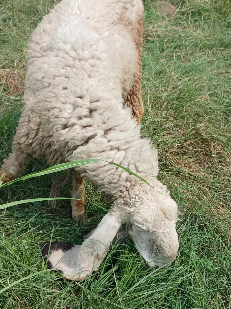 kajli female top class bread — photo 4
