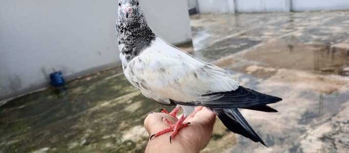 Hand tame pigeon for sale