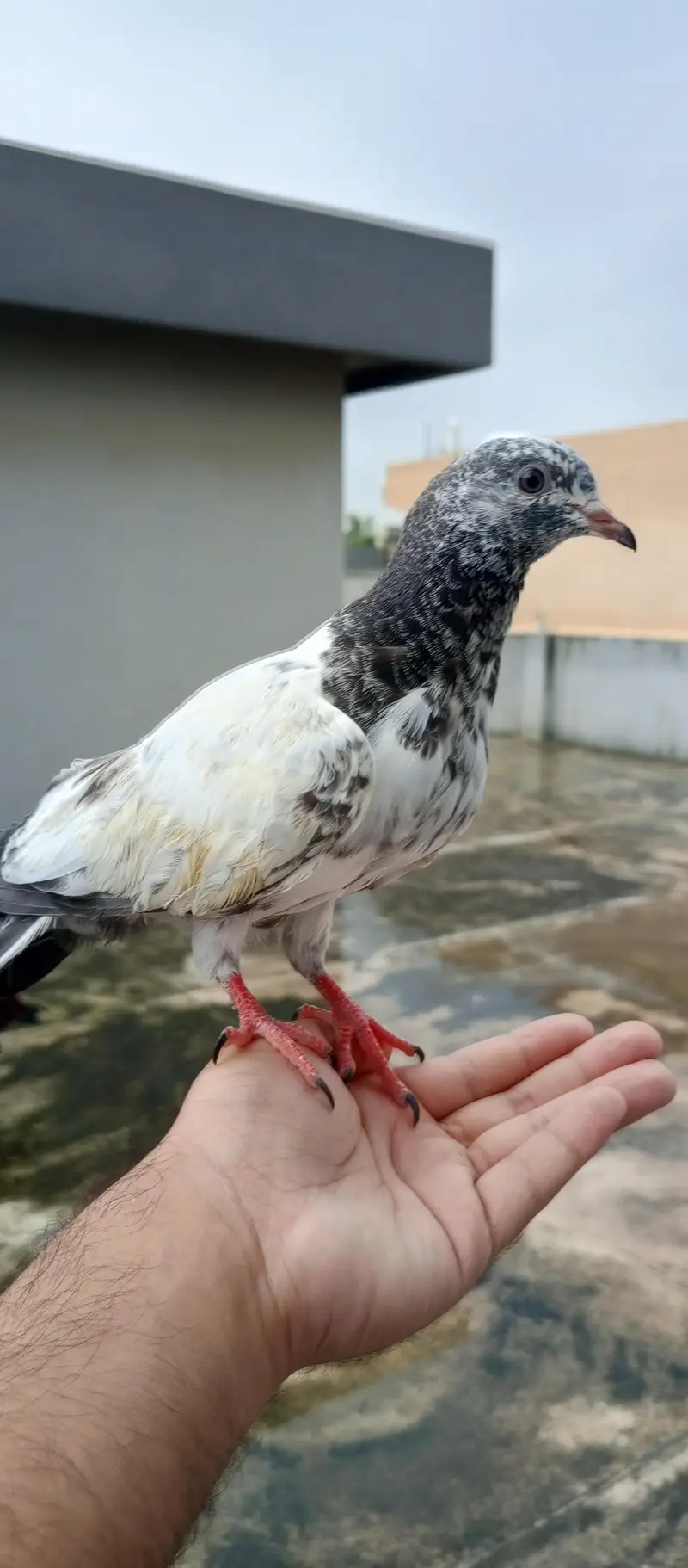 Hand tame pigeon for sale — photo 2