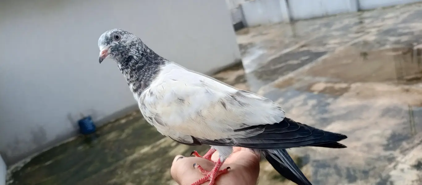 Hand tame pigeon for sale — photo 3