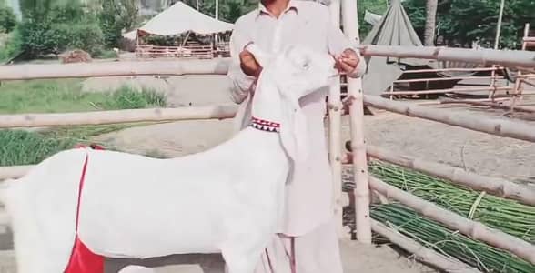 2 bacchon wali bakri gulabi for sale call+03256811956
