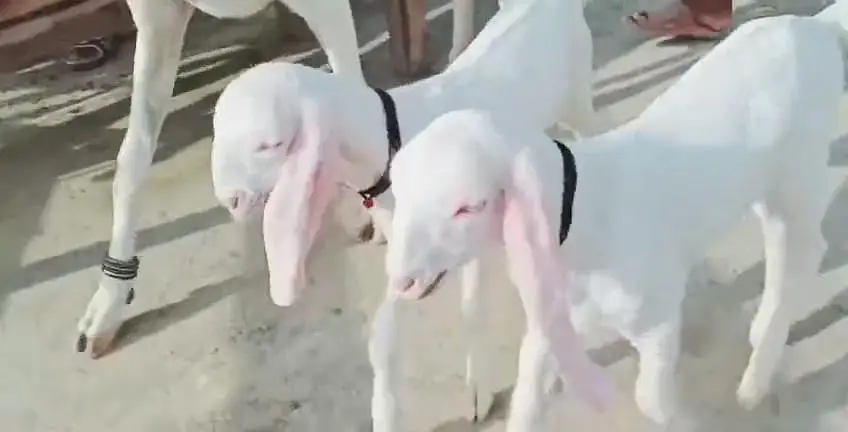 2 bacchon wali bakri gulabi for sale call+03256811956 — photo 3