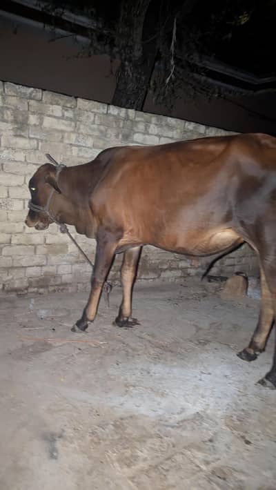 bacha for sale