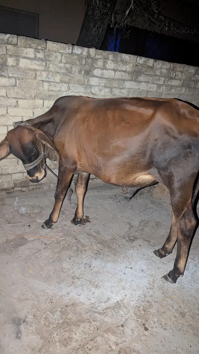 bacha for sale — photo 2