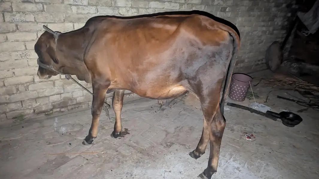 bacha for sale — photo 3