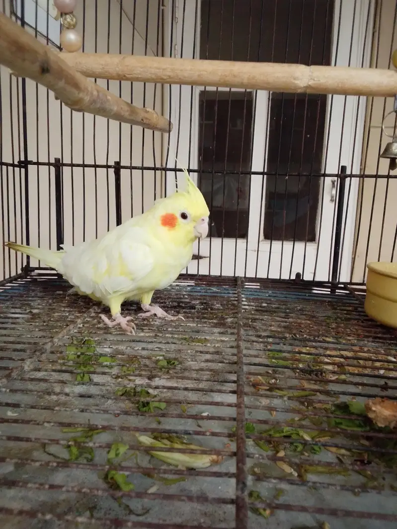 Male Cocktail healthy For sale with cage
