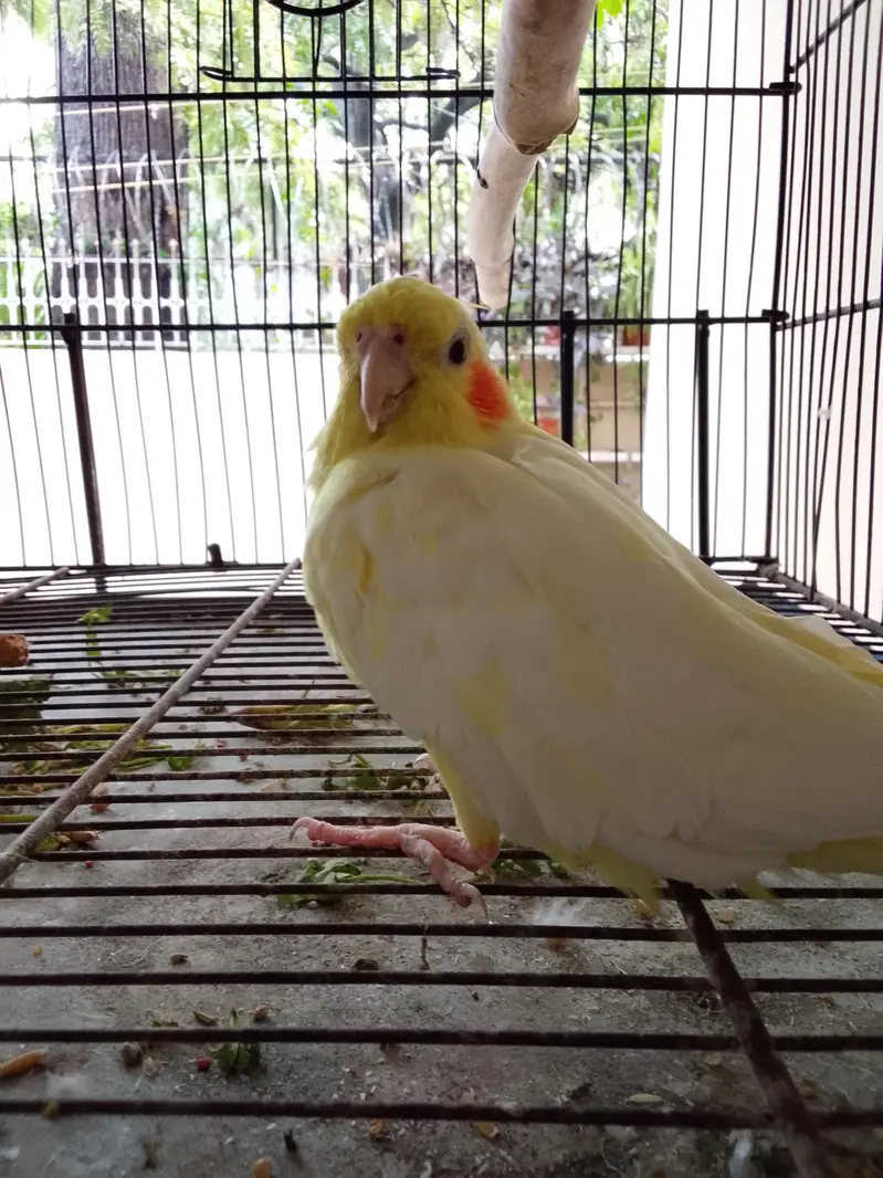 Male Cocktail healthy For sale with cage — photo 2
