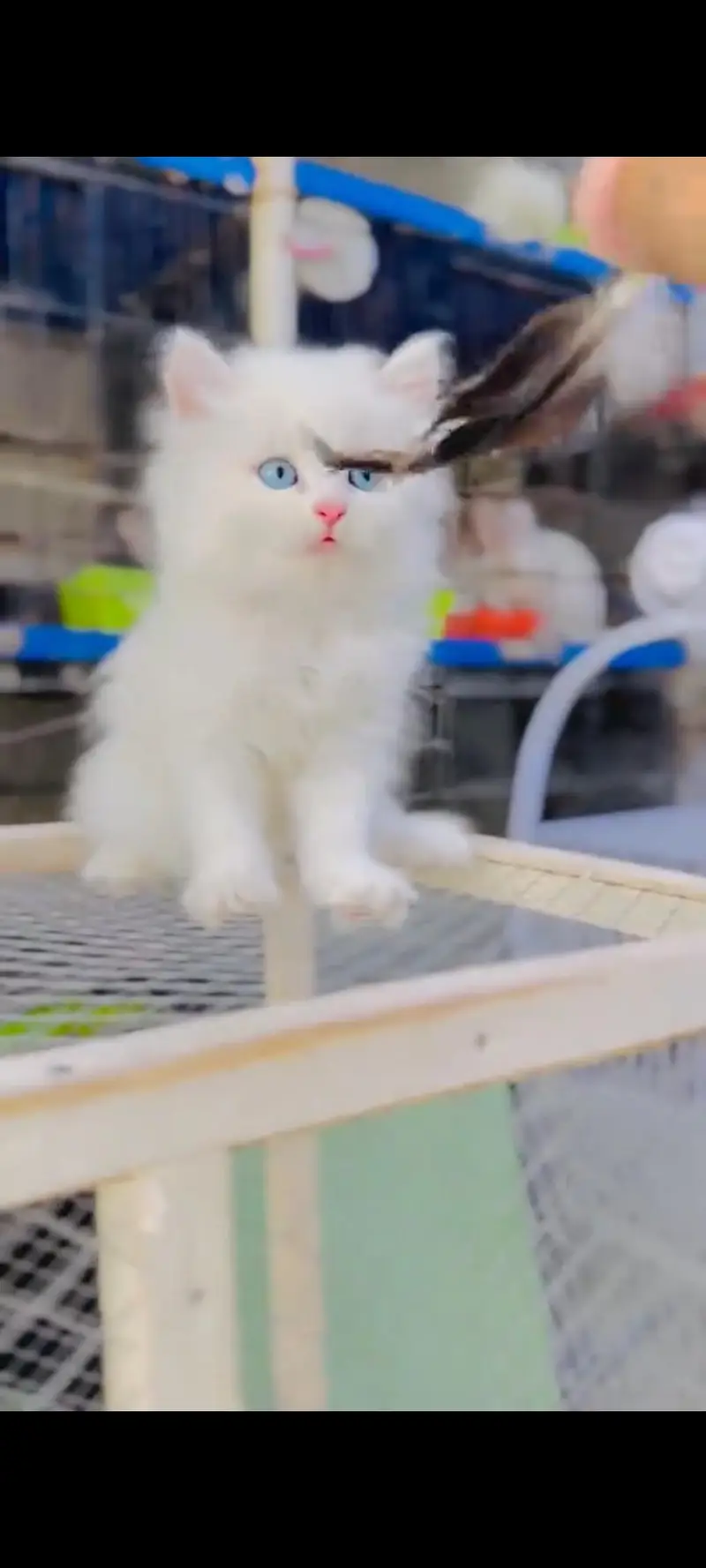 Persian cat for sale male or female vaccine ke liye healthy or active — photo 5