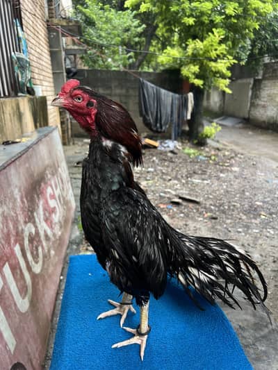 Aseel lasani bird for sale bhi ko smaj aya whoi rabta kara
